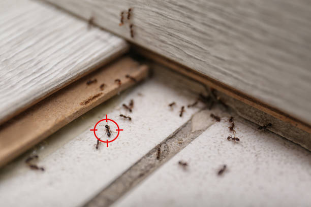 Best Best Pest Control Companies  in Monmouth Beach, NJ